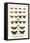 Butterflies, Mormons,-Albertus Seba-Framed Stretched Canvas