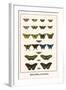 Butterflies, Mormons,-Albertus Seba-Framed Art Print