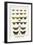 Butterflies, Mormons,-Albertus Seba-Framed Art Print