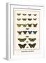 Butterflies, Mormons,-Albertus Seba-Framed Art Print