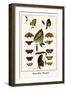 Butterflies, Mosaics-Albertus Seba-Framed Art Print