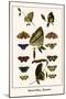 Butterflies, Mosaics-Albertus Seba-Mounted Art Print