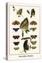 Butterflies, Mosaics-Albertus Seba-Stretched Canvas