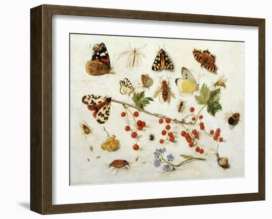 Butterflies, Moths and Other Insects with a Snail and a Sprig of Redcurrants, 1680-Jan Van Kessel-Framed Giclee Print