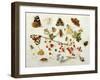 Butterflies, Moths and Other Insects with a Snail and a Sprig of Redcurrants, 1680-Jan Van Kessel-Framed Giclee Print