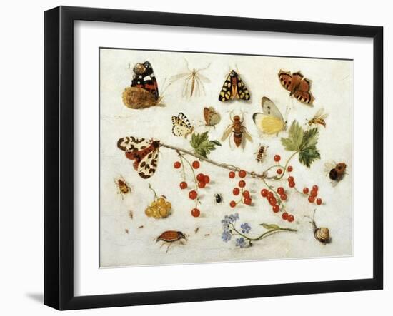 Butterflies, Moths and Other Insects with a Snail and a Sprig of Redcurrants, 1680-Jan Van Kessel-Framed Giclee Print