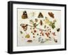 Butterflies, Moths and Other Insects with a Snail and a Sprig of Redcurrants, 1680-Jan Van Kessel-Framed Giclee Print