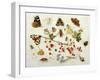 Butterflies, Moths and Other Insects with a Snail and a Sprig of Redcurrants, 1680-Jan Van Kessel-Framed Giclee Print