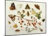 Butterflies, Moths and Other Insects with a Snail and a Sprig of Redcurrants, 1680-Jan Van Kessel-Mounted Giclee Print