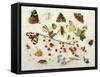 Butterflies, Moths and Other Insects with a Snail and a Sprig of Redcurrants, 1680-Jan Van Kessel-Framed Stretched Canvas