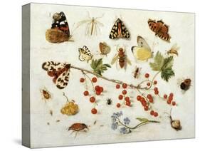 Butterflies, Moths and Other Insects with a Snail and a Sprig of Redcurrants, 1680-Jan Van Kessel-Stretched Canvas