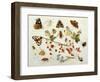 Butterflies, Moths and Other Insects with a Snail and a Sprig of Redcurrants, 1680-Jan Van Kessel-Framed Giclee Print