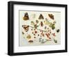 Butterflies, Moths and Other Insects with a Snail and a Sprig of Redcurrants, 1680-Jan Van Kessel-Framed Giclee Print
