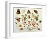 Butterflies, Moths and Other Insects with a Snail and a Sprig of Redcurrants, 1680-Jan Van Kessel-Framed Giclee Print