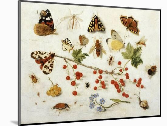 Butterflies, Moths and Other Insects with a Snail and a Sprig of Redcurrants, 1680-Jan Van Kessel-Mounted Giclee Print