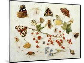 Butterflies, Moths and Other Insects with a Snail and a Sprig of Redcurrants, 1680-Jan Van Kessel-Mounted Giclee Print