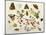 Butterflies, Moths and Other Insects with a Snail and a Sprig of Redcurrants, 1680-Jan Van Kessel-Mounted Giclee Print