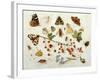 Butterflies, Moths and Other Insects with a Snail and a Sprig of Redcurrants, 1680-Jan Van Kessel-Framed Giclee Print