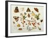 Butterflies, Moths and Other Insects with a Snail and a Sprig of Redcurrants, 1680-Jan Van Kessel-Framed Giclee Print