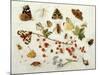 Butterflies, Moths and Other Insects with a Snail and a Sprig of Redcurrants, 1680-Jan Van Kessel-Mounted Giclee Print