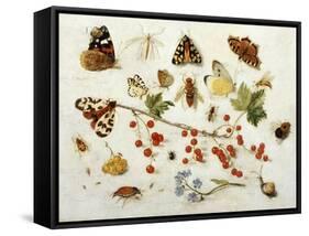 Butterflies, Moths and Other Insects with a Snail and a Sprig of Redcurrants, 1680-Jan Van Kessel-Framed Stretched Canvas
