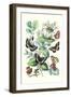 Butterflies: N. Lucilla, L. Sibylla-William Forsell Kirby-Framed Art Print