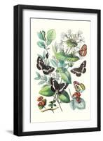 Butterflies: N. Lucilla, L. Sibylla-William Forsell Kirby-Framed Art Print