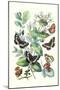 Butterflies: N. Lucilla, L. Sibylla-William Forsell Kirby-Mounted Art Print