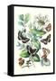 Butterflies: N. Lucilla, L. Sibylla-William Forsell Kirby-Framed Stretched Canvas