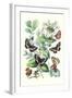 Butterflies: N. Lucilla, L. Sibylla-William Forsell Kirby-Framed Art Print