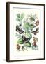 Butterflies: N. Lucilla, L. Sibylla-William Forsell Kirby-Framed Art Print