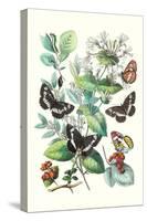 Butterflies: N. Lucilla, L. Sibylla-William Forsell Kirby-Stretched Canvas