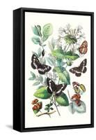 Butterflies: N. Lucilla, L. Sibylla-William Forsell Kirby-Framed Stretched Canvas