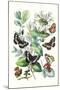 Butterflies: N. Lucilla, L. Sibylla-William Forsell Kirby-Mounted Art Print