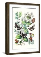 Butterflies: N. Lucilla, L. Sibylla-William Forsell Kirby-Framed Art Print