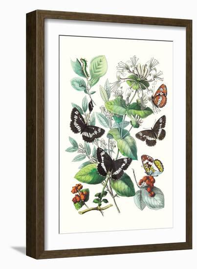 Butterflies: N. Lucilla, L. Sibylla-William Forsell Kirby-Framed Art Print