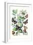 Butterflies: N. Lucilla, L. Sibylla-William Forsell Kirby-Framed Art Print