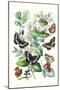 Butterflies: N. Lucilla, L. Sibylla-William Forsell Kirby-Mounted Art Print