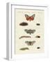 Butterflies -- Night Butterflies-null-Framed Giclee Print