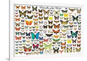 Butterflies of the World-null-Framed Poster