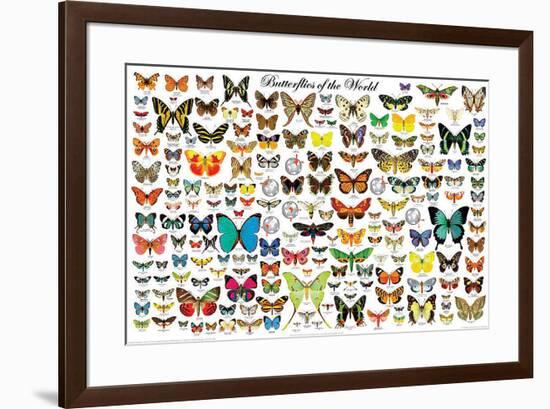 Butterflies of the World-null-Framed Poster