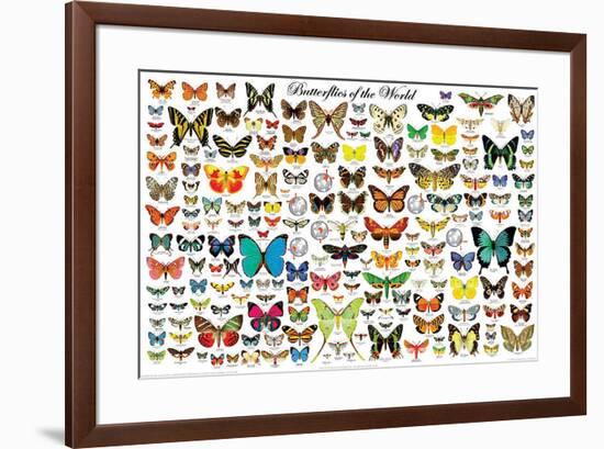 Butterflies of the World-null-Framed Poster