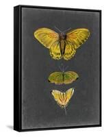 Butterflies on Slate I-Naomi McCavitt-Framed Stretched Canvas