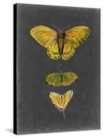 Butterflies on Slate I-Naomi McCavitt-Stretched Canvas