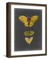 Butterflies on Slate I-Naomi McCavitt-Framed Art Print