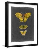 Butterflies on Slate I-Naomi McCavitt-Framed Art Print