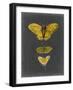 Butterflies on Slate I-Naomi McCavitt-Framed Art Print