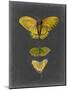 Butterflies on Slate I-Naomi McCavitt-Mounted Art Print