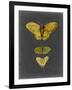 Butterflies on Slate I-Naomi McCavitt-Framed Art Print