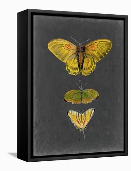 Butterflies on Slate I-Naomi McCavitt-Framed Stretched Canvas